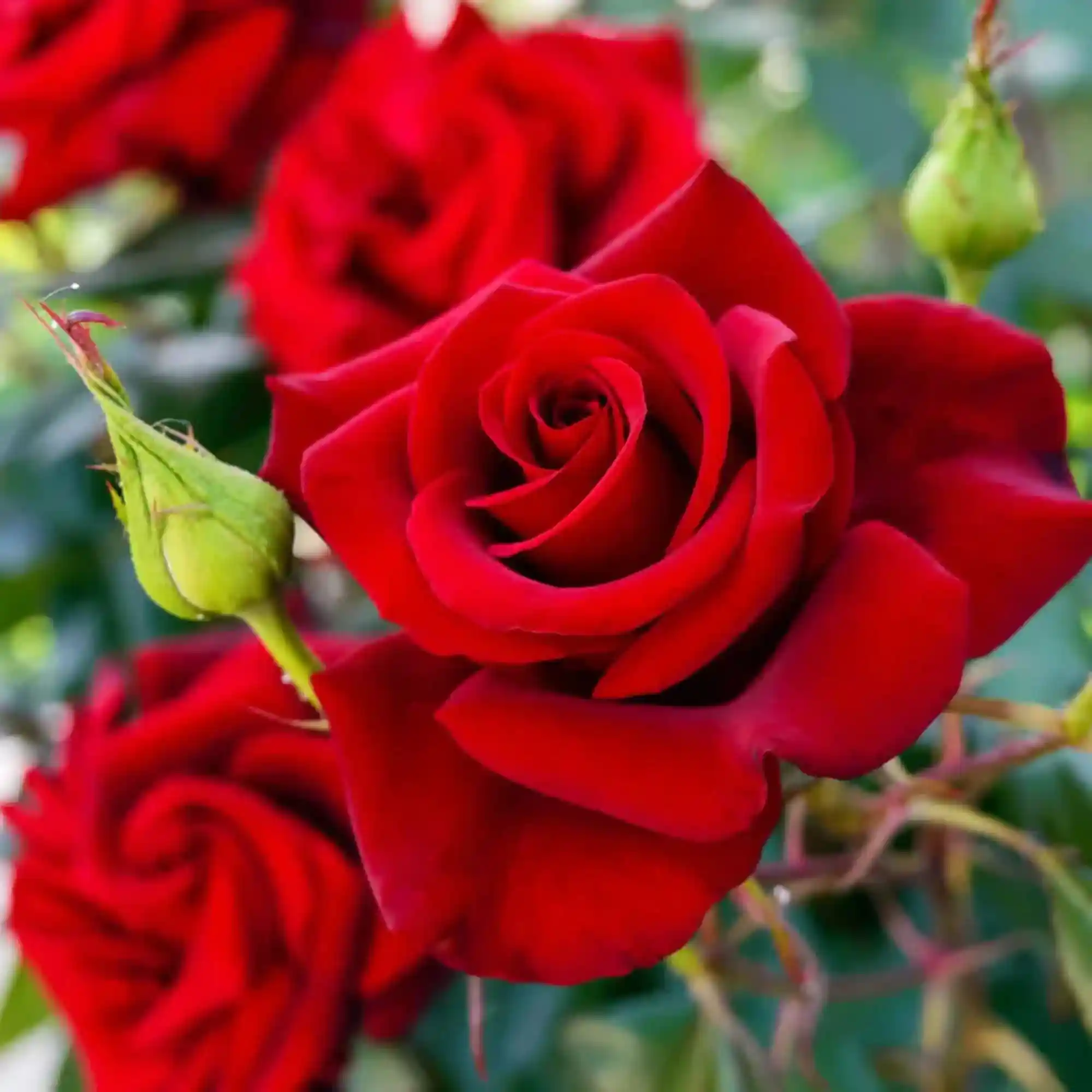 Rose English Plant
